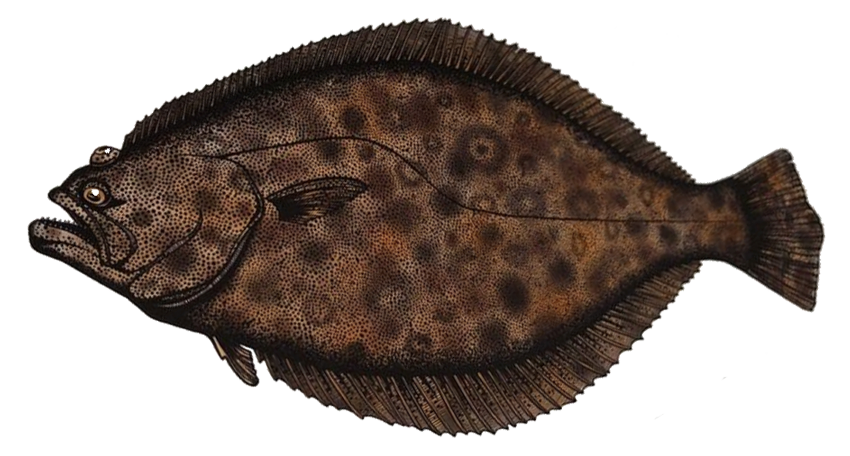 halibut illustration